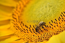 太陽花,黃色,蜜蜂