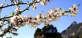 杏仁鮮花,春,開花