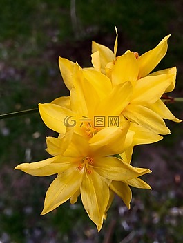 黃色花,花瓣,花