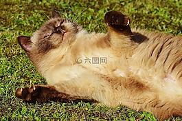 貓,英國短毛貓,播放