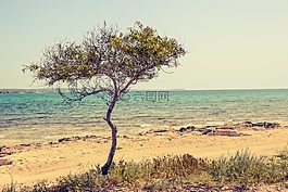 塞浦路斯,potamos liopetri,树
