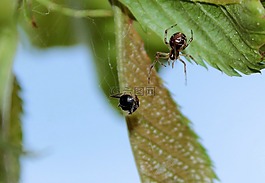 蜘蛛,小蜘蛛,閃耀蜘蛛