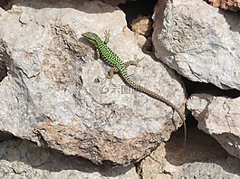 蜥蜴,自然,爬行動物