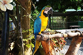 鸚鵡,鳥,自然