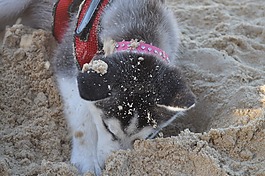 赫斯基,狗,海灘