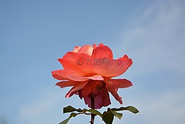 粉色,提供,禮物