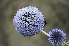 花,藍色花,關(guān)閉