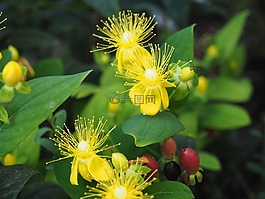 性質(zhì),花,黃色花