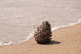 松球果,海灘,沙