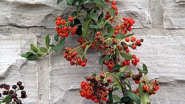 植物區(qū)系,水果,沙棘