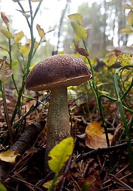 蘑菇,秋季,森林