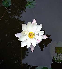 百合,花,睡蓮