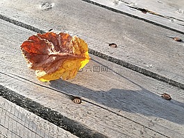 葉子,干,木板