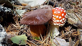 蘑菇,飛木耳,秋季