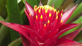 紅色,花卉,異國情調(diào)