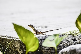 動(dòng)物,蜥蜴,爬行動(dòng)物