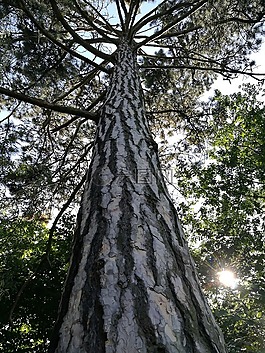 松,性質(zhì),植物