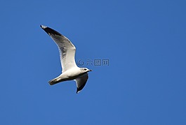 海鷗,飛,天空