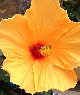 花,開花,黃色