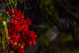 鲜花,植物区系,春