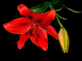 百合,夏季,開花