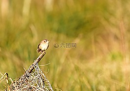 鳥,小,花園