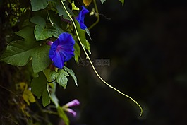 鲜花,植物区系,春
