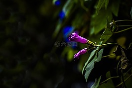 鲜花,植物区系,春