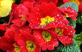 報(bào)春花,春天,春天的花朵