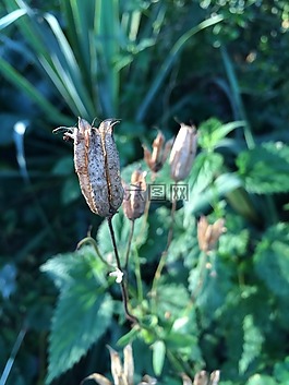 植物,草,美麗