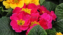 報(bào)春花,春天,春天的花朵