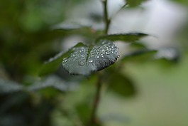 葉,雨,滴