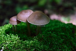 蘑菇,性質(zhì),地毯