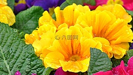 報(bào)春花,春天,春天的花朵