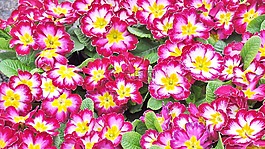 報(bào)春花,春天,春天的花朵