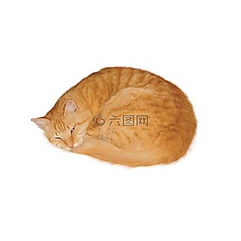 貓,果醬,睡眠