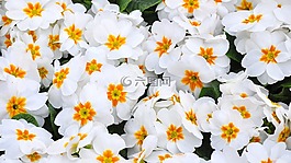報(bào)春花,春天,春天的花朵