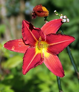 野花,花,花的
