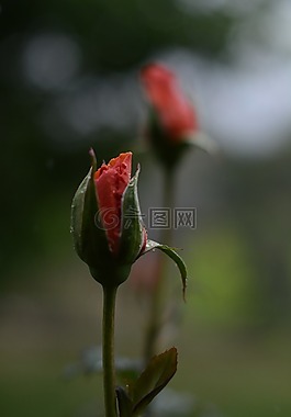 粉紅色,玫瑰,水