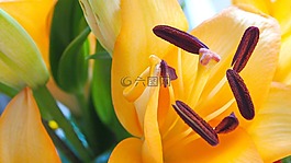 百合花,雌蕊,花束