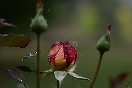 粉紅色,玫瑰,水