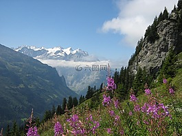 阿爾卑斯山,瑞士,山