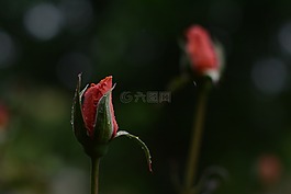 粉紅色,玫瑰,水