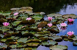 睡莲,湖,水