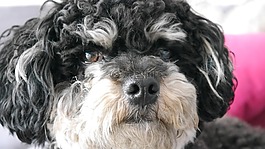 bolonka zwetna,狗,性质