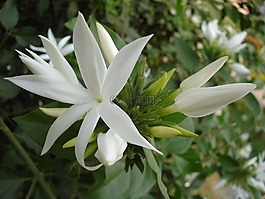 潔白的花朵,自然,綠色