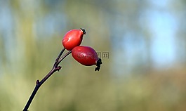 玫瑰果,紅色,性質(zhì)
