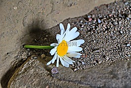瑪格麗特,花,沙
