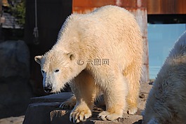 白熊,動(dòng)物,捕食