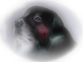 狗,繪圖,夢想